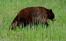 82 results for bear instinct. Brown Bear Wikipedia