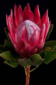 Image result for Protea madiensis