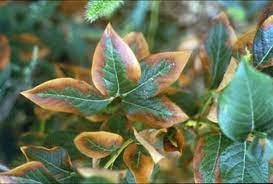 Blueberries like their soil ph to be between 5.2 and 4.0 with the optimum being 4.5 to 4.8. Blueberries Leaves Are Unusually Colored Spotted Or Necrotic Browning