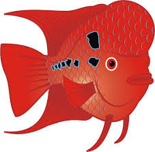 Jan 24, 2019 · halo sobat, pada kesempatan kali ini kami akan berbagi informasi populer tentang contoh tema acara kebersamaan. Red Goldfish Public Domain Vectors