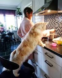 Any search result for maine coon will show dozens of pictures of these giant felines, usually next to a indeed, their size is remarkable and one of the most defining characteristics of the maine coon. This Breathtaking Maine Coon Cat Is Seriously Huge And That S Why He S Cats On Catnip