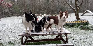 Profile for Eric the Border Collie