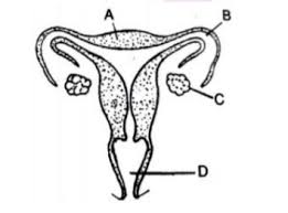 Labeled and labelled are both correct spellings, and they mean the same thing. The Figure Given Below Represents The Female Reproductive System Of A Mammal A Name The Parts Labeled A D B What Will Happen If The Part B On Both Sides Gets Blocked