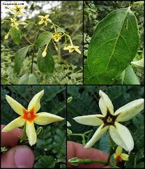 Image result for Anthospermum usambarense