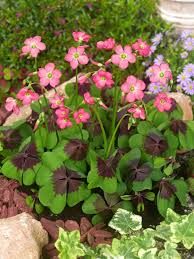 Image result for Oxalis depressa