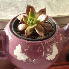 Learn about causes, symptoms, and treatment of this common but often preventable condition. Echeveria Agavoides Romeo Echeveria Agavoides Romeo Uploaded By Succulentwiki