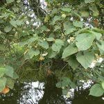Image result for Dombeya torrida