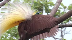 Raggiana Bird Of Paradise Papua New Guinea Nbrd180f Birds Of Paradise Birds Bald Eagle