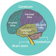 The primary cancer is where the cancer first started. Brain And Spinal Cord Cancers Facts Seattle Cancer Care Alliance