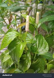 Image result for Piper capense