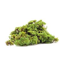Image result for Azolla filiculoides