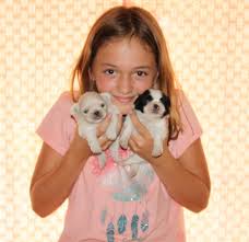 Use the search tool below and browse adoptable pekingeses! Toy And Sleeve Pekingese Pekingese Puppies For Sale Pekingese Breeder My Website Terry Lee Akc English Bull Dog Puppies For Sale