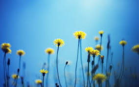 Check spelling or type a new query. Wallpaper Dandelions Yellow Flowers Blue Background 2880x1800 Hd Picture Image