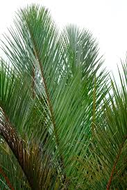 Image result for Raphia farinifera