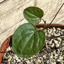Image result for Ceropegia papillata