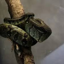 Image result for Salacia madagascariensis