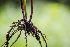 Image result for Adiantum patens