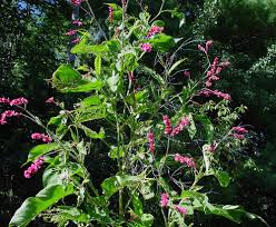 Image result for Vismia orientalis