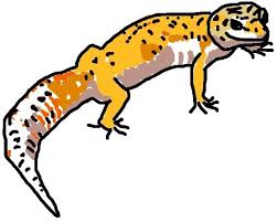 Black And White Leopard Gecko Drawing Leopard Gecko Drawing Leopard Gecko Animals Gecko