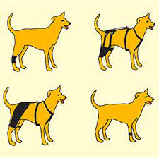 If your dog developed weakness and loss of muscle mass in his back legs, you may be wondering are there any exercises that can help strengthen my dog's the question is a very good one considering that in people there are many options for rehabilitation and exercises to strengthen arms and legs. Exploring Surgical Non Invasive Treatment Options For Canine Hip Joint And Ligament Injuries Ortho Dog