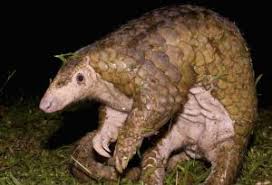 Zbulohet burimi i infeksionit të virusit të ri? - Shëndetësi ...