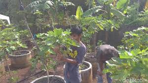 Pembiakan ficus carica mempunyai pelbagai cara dan kaedah, sama ada menggunakan biji benih atau pun keratan. Tanam Buah Surga Di Belakang Rumah Milenial Ini Raup Puluhan Juta