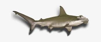 Here We Have Selected The Best Photos Hammerhead Shark Gif Transparent Background 643x262 Png Download Pngkit All png & cliparts images on nicepng are best quality. hammerhead shark gif transparent
