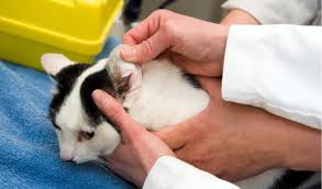 If it smells yeasty or foul, especially if there is an accompanying discharge, that's a good clue that he needs an inspection. Ear Polyps In Cats Petcoach