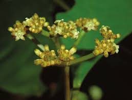 Image result for Ixora longipedunculata