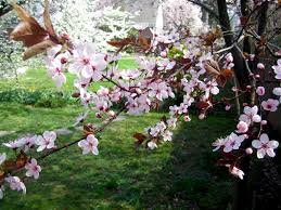 The loquat tree will produce fruit only in the subtropical and mild temperature regions of the united states. Plum Tree Blossoms Are Sure Sign Of Spring Silive Com