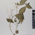 Image result for Hypoestes triflora