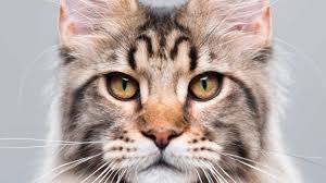 Additionally, keep in mind that all cats within any breed vary and most domestic cats from shelters are mixes of several/many breeds, just like dogs. 11 Fab Big Litter Boxes For Maine Coon Cats