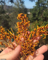 Maybe you would like to learn more about one of these? Experts Warn That The Beloved Australian Silky Oak Tree Contains Cyanide Daily Mail Online