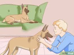 A belgian malinois puppy grow up to be great dogs but are certainly not a typical family dog, they need a lot of exercise, almost constant companionship and ongoing training. How To Care For A Belgian Malinois With Pictures Wikihow