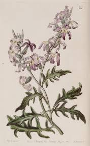 Image result for Matthiola