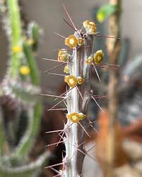 Image result for Euphorbia eylesii