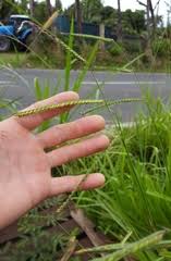 Image result for Hetaeria heterosepala