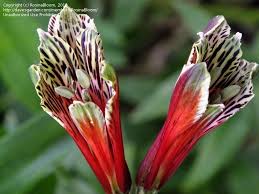 Image result for Alstroemeria pulchella