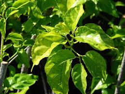 Image result for Colubrina asiatica