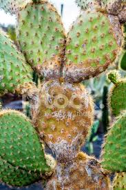 The flowers are beacons for photographers and pollen and nectar seeking insects. Cochenille Mealy Bugs On Cacti Stock Photos Freeimages Com