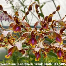 Image result for Orthanthera