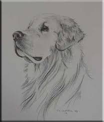 Simple Dog Drawings In Pencil Dog Drawing Tutorial Golden Retriever Drawing Animal Drawings