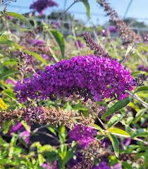 Image result for buddleia davidii
