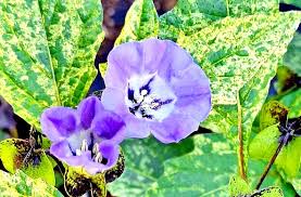 Image result for Nicandra