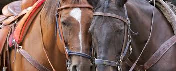 If you enjoyed your time with your guide, please show them how much fun you had! 6 Of The Best Places For Horseback Riding Near Asheville The Orchard Inn