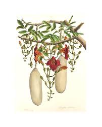 Image result for Kigelia africana