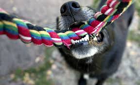 Why Do Dogs Like Tug Of War And Should I Let Him Win Funny Dog Toys Dog Toys Dog Toys Indestructable