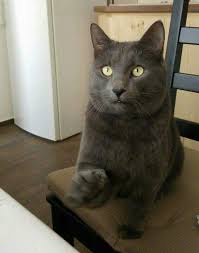 Motanul Felix Era Cat Un Ghemotoc Cand A Fost Adus Cats Dog Cat Dogs