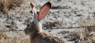 Large ears used to cool off : Black-tailed Jackrabbit - AskNature