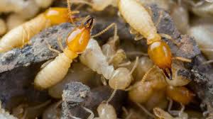 In that time, we've become an industry leader in. Termite Pest Control And Eradication Clean Green Pest Control Northern Beaches